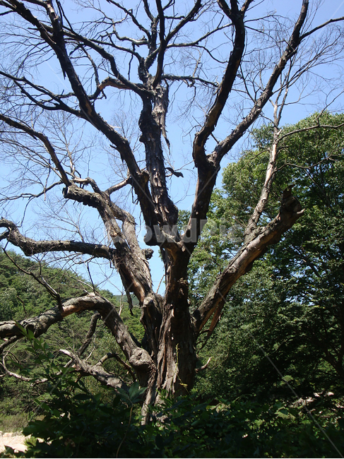 고목,나무,숲,녹색,green,나무,trees,wood