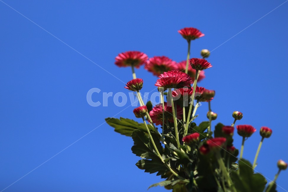 plant,식물,꽃,가을,국화,식물,자연,plants,nature,꽃,flower