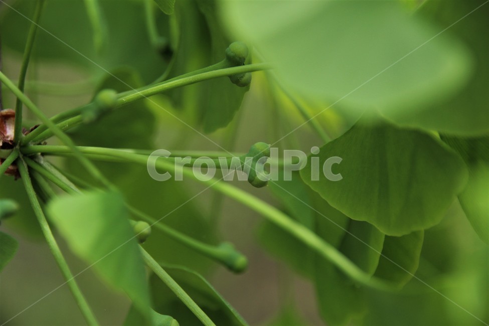 은행나무암꽃,은행나무,ginkgo,은행꽃,공손수,식물,자연,plants,nature