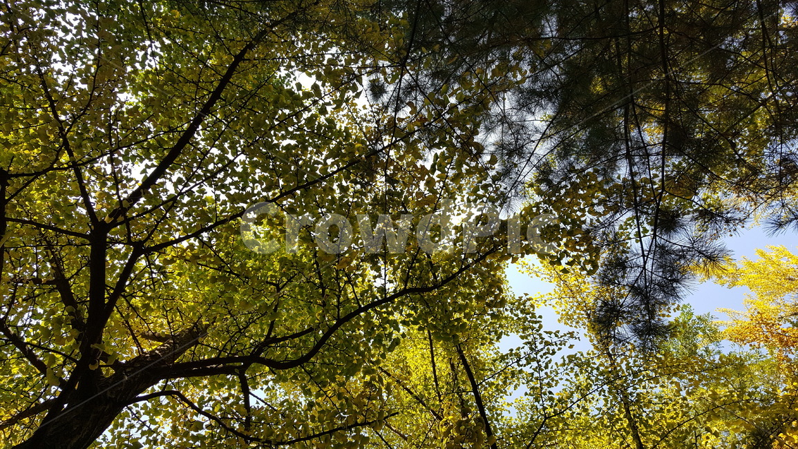 나무,tree,자연,nature,하늘,sky,plant,나뭇잎,잎,leaf,나무,trees,wood