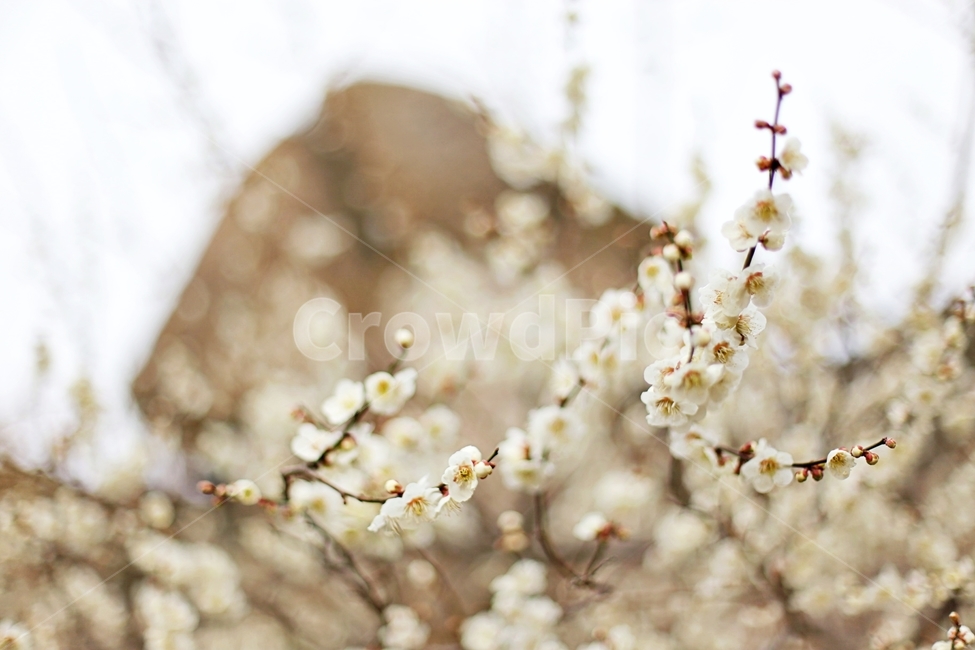 하동,경남하동,매화마을,매화축제,매화꽃,매화,꽃,flower,hadong,봄,계절,spring,season,식물,자연,plants,nature,꽃,flower,plant