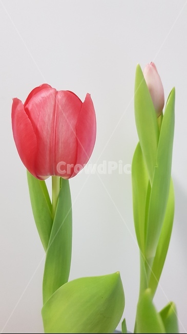 튤립,튤립키우기,개화,빨강꽃,봄꽃,꽃,flower