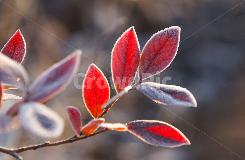 겨울,서리,식물,서릿발,자연,계절,겨울,계절,winter,season,식물,자연,plants,nature