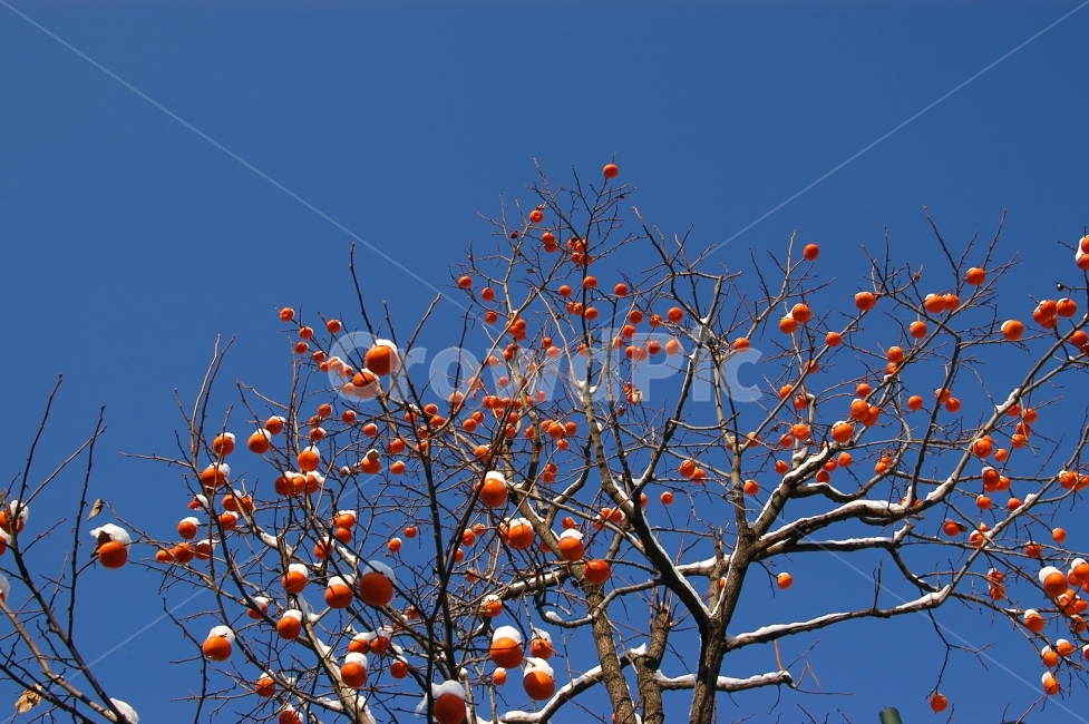 감,감나무,눈,겨울,과일,나무,나뭇가지,계절,자연,맑음,겨울,계절,winter,season,식물,자연,plants,nature,나무,trees,wood,음식,식재료,요리,food,cook,meal,dishes,food reserves,과일,열매,fruit