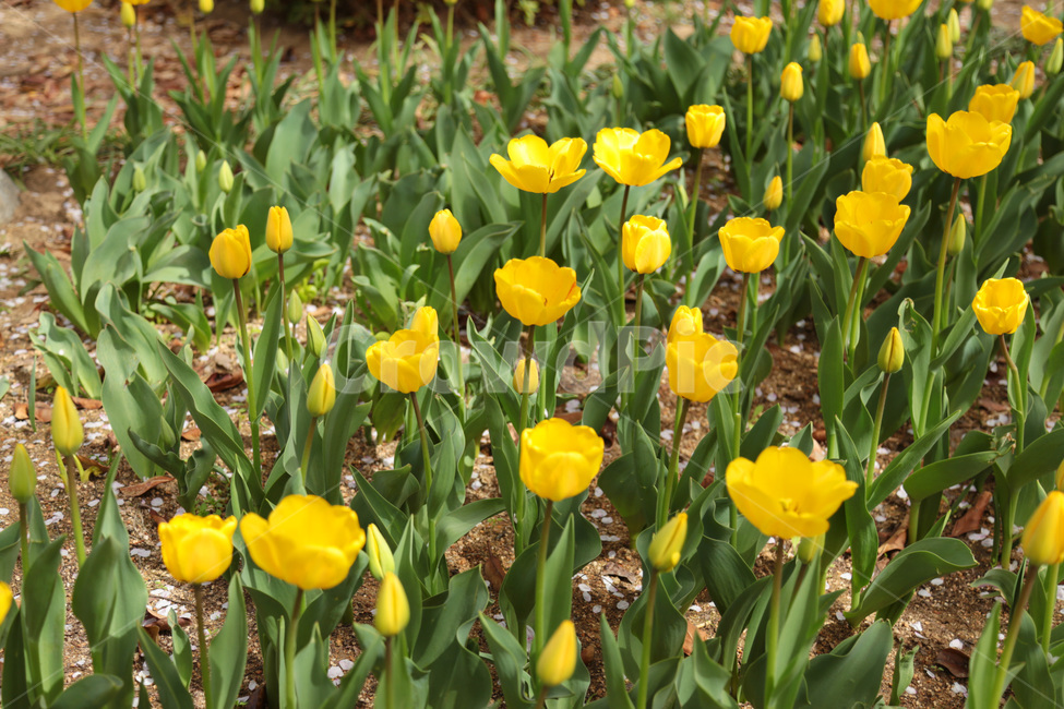 튤립,꽃밭,봄,봄꽃,flower,tulip,노랑,yellow,꽃,plant,식물