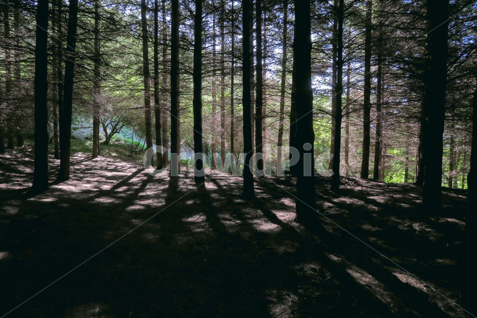 plant,식물,삼림지,tree,forest,나무,outdoors,옥외,작은숲,빛