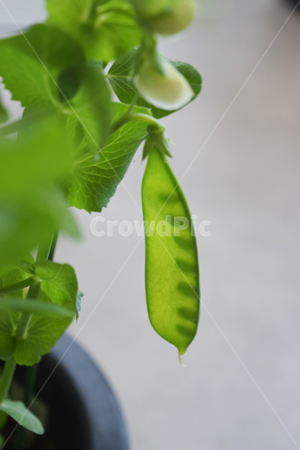 까투리,완두콩,plant,식물,콩,식물,자연,plants,nature