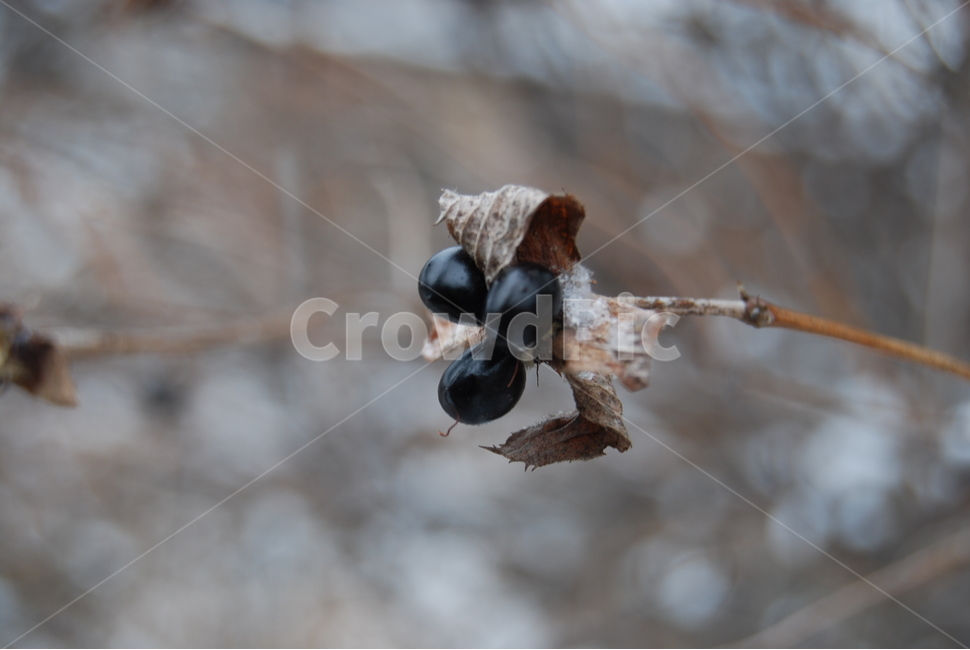 축령산,겨울,자연휴양림,눈,탐방로,겨울,계절,winter,season,식물,자연,plants,nature,과일,열매,fruit