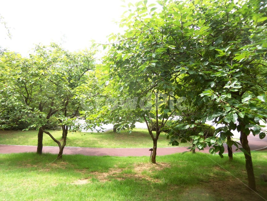 여름공원,공원풍경,공원,나무,숲,자연,풍경,nature,landscape,grass,잔디,plant,식물,tree