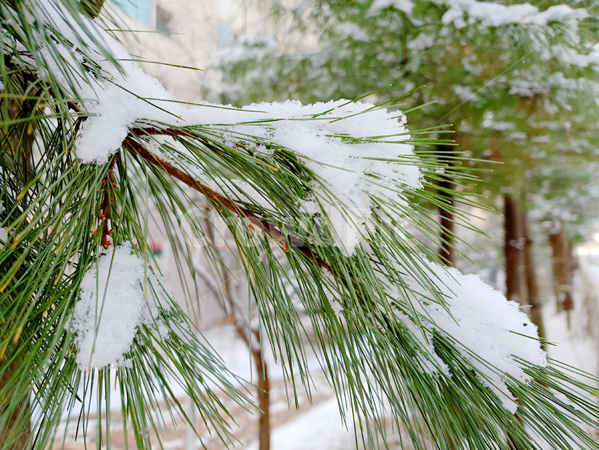 눈,겨울,한겨울,눈꽃,snow,도시,아파트,계절,season,나무,한국,winter