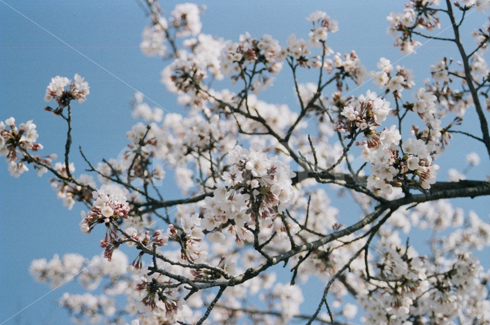 필름사진,벚꽃,꽃,니콘,봄,봄,계절,spring,season,식물,자연,plants,nature,꽃,flower,감성,sensible,feeling,plant,blossom