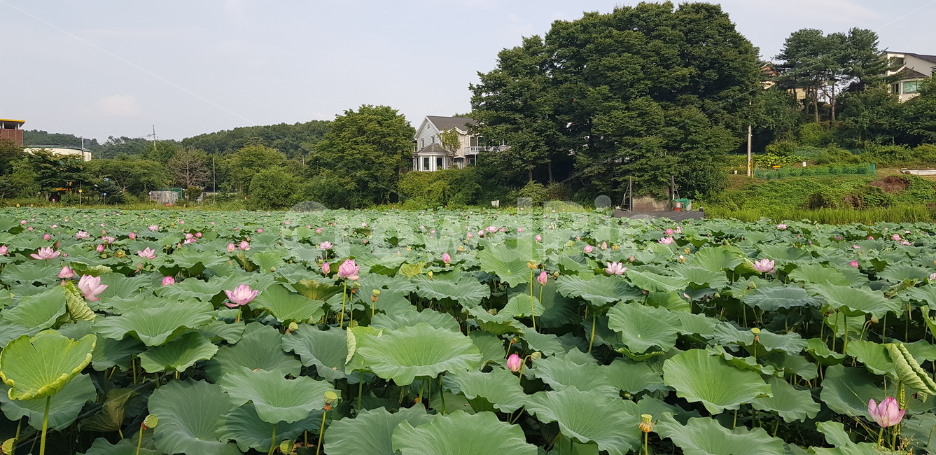 연꽃,대심리연꽃,양평연꽃,남한강연꽃,낚시터연꽃