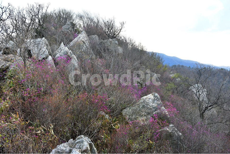 주작산,덕룡산,종주,진달래,풍경,기암,바위,비경,봄풍경,진달래꽃,강진,명산,산행,등산,마운틴,힐링,mountain,landscape,자연,natural,자연,풍경,nature,landscape,한국자연풍경,한국자연경관,korea nature landscape,plant,식물
