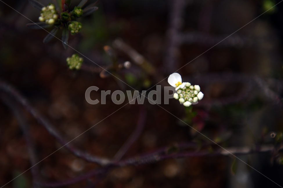 식물,꽃,감성사진,자연,flower,꽃사진,봄,봄꽃,계절,감성,4월,spring,힐링,자연풍경,풍경,봄,계절,spring,season,식물,자연,plants,nature,꽃,flower,plant,blossom
