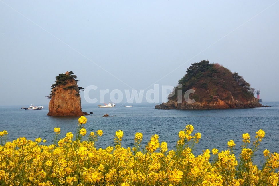 유채꽃,꽃지해변,안면도,바다,봄,봄,계절,spring,season,자연,풍경,nature,landscape,한국자연풍경,한국자연경관,korea nature landscape,land,땅,outdoors,옥외,ocean,대양,sea,water,물,shoreline,해안선,coast,연안,island,섬