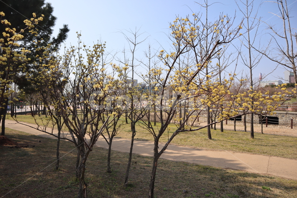 꽃,봄,노란꽃,flower,나무