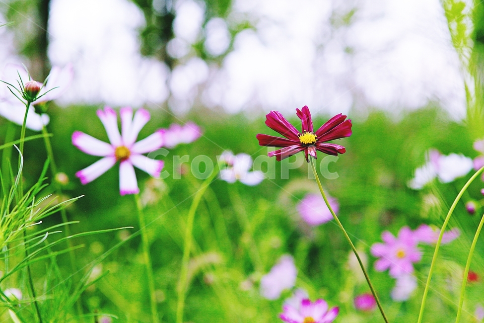 코스모스,꽃,꽃잎,들꽃,식물,가을꽃,가을,공원,자연,식물,자연,plants,nature,꽃,flower