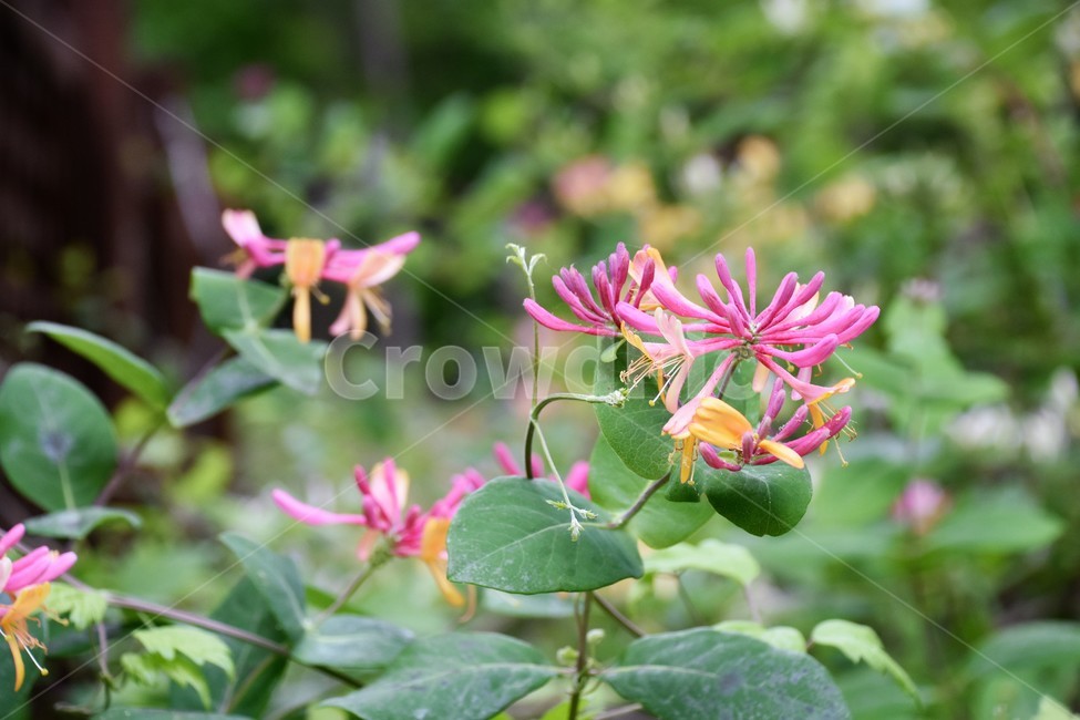 꽃,식물,자연,녹음,숲,식물,자연,plants,nature,꽃,flower
