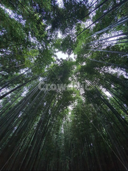 plant,식물,tree,나무,대나무,숲,자연,풍경,nature,landscape