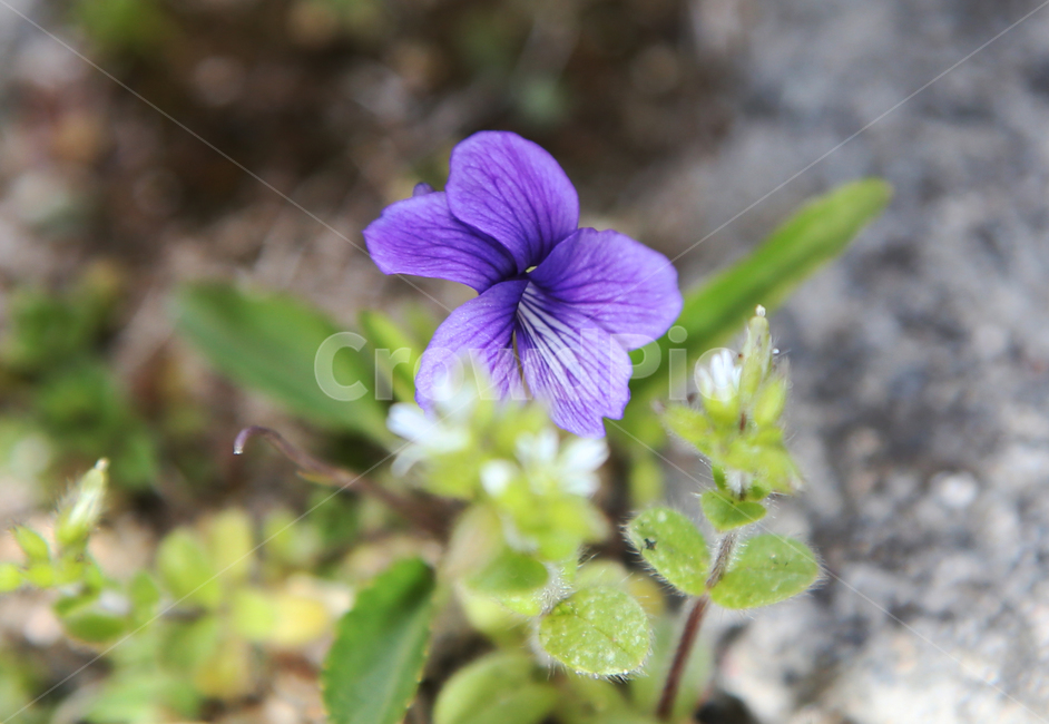 풀꽃,봄,봄기운,식물,flower,plant,꽃잎,petal