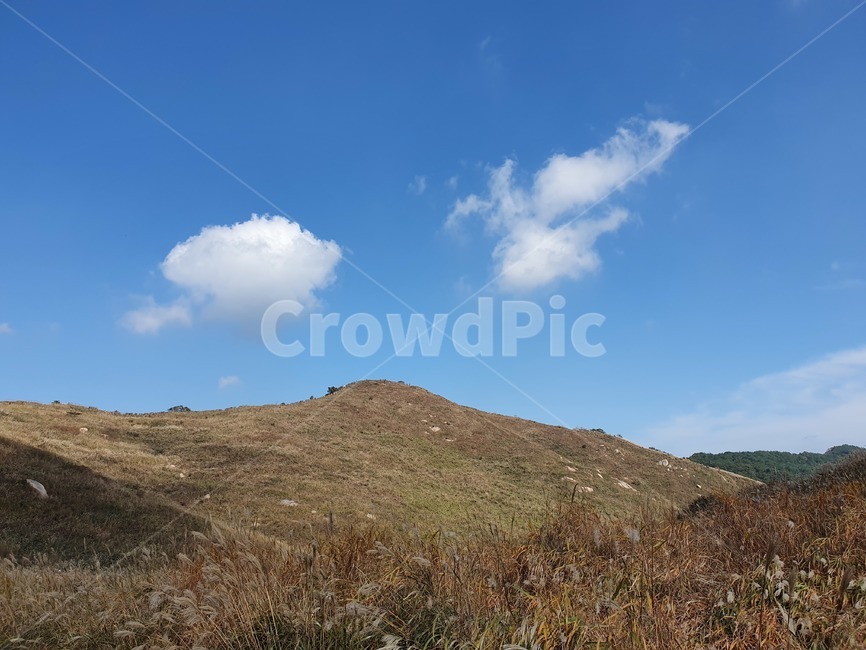 갈대,가을하늘,갈대밭,자연,nature,억새밭,화왕산,가을,오솔길,푸른하늘,풍경,억새,하늘색,field,plant,식물,hill,outdoors,구름,언덕,옥외,grassland,목초지,들,자연,풍경,nature,landscape