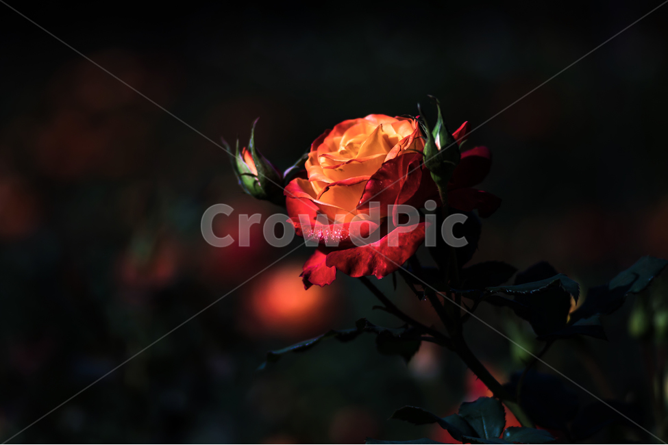 장미,꽃,붉은장미,자연,식물,flower,식물,자연,plants,nature,꽃,flower
