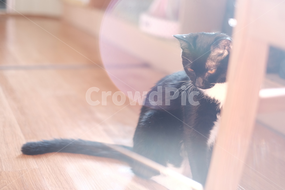 고양이,검은고양이,검은고양이네로,cat,blackcat,동물,animal,포유류,mammal,고양이,cat,kitten,kitty