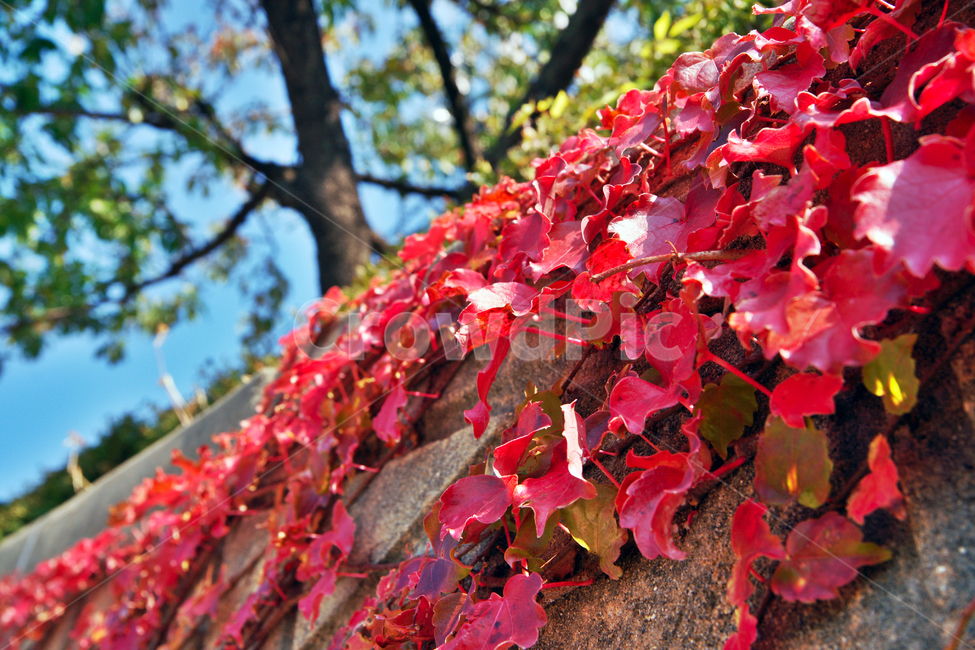 담쟁이,담쟁이덩굴,가을,계절,단풍,붉은색,가을단풍,식물,자연,plants,nature