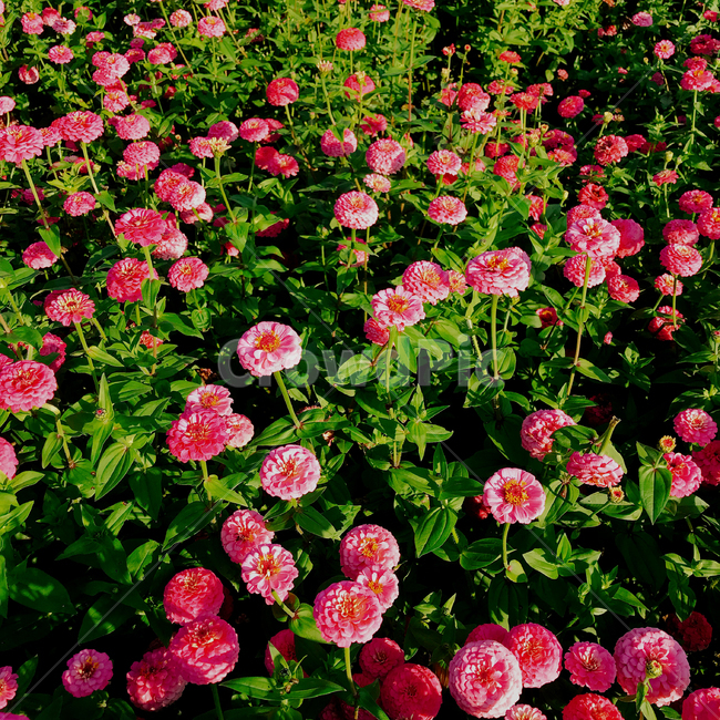 백일홍,꽃밭,꽃,화단,분홍,flower,식물,자연,nature