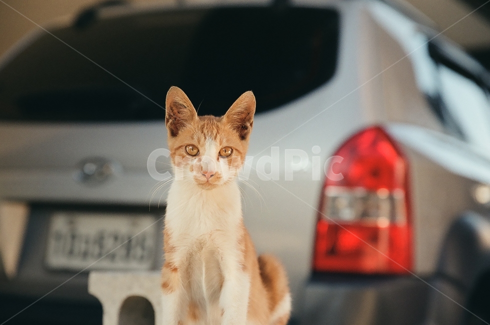 귀여움,야옹,반려동물,cats,mammals,animals,cute,meow,pets,mammal,포유류,cat,고양이,pet,abyssinian,동물,animal,아비시니안,manx,동물,animal,포유류,mammal,고양이,cat,kitten,kitty