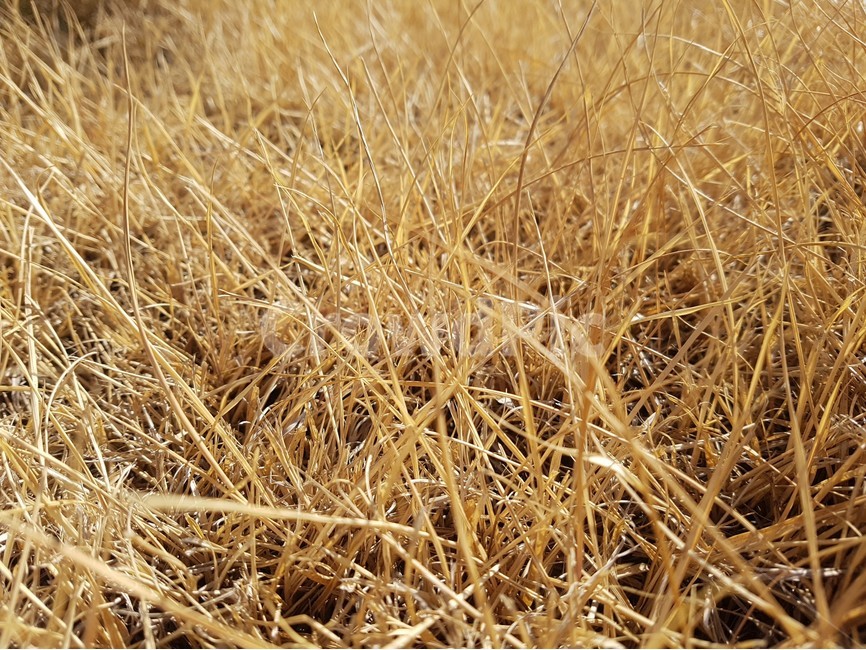 갈색,마른잔디,잔디,건초,자연,건조함,식물,자연,plants,nature