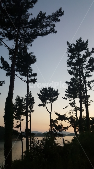 노을,풍경,배경,보라빛,붉은색,보라색,예쁜하늘,자연,풍경,nature,landscape,실루엣,그림자,silhouette,shadow,tree,나무,plant,식물,fir,전나무