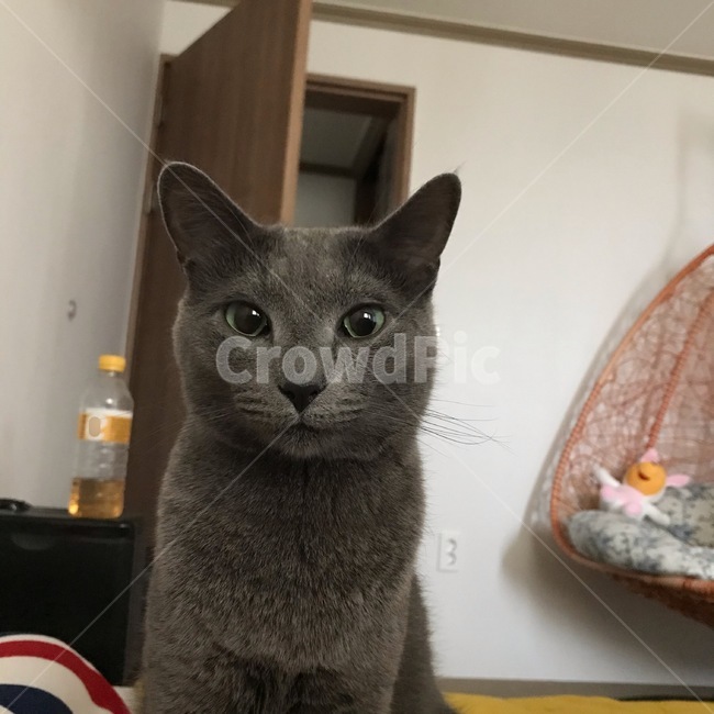foreignblue,russianblue,archangelblue,archangelbat,pet,애완동물,반려동물,고양이,cat,회색털,animal,고양이정면,고양이얼굴