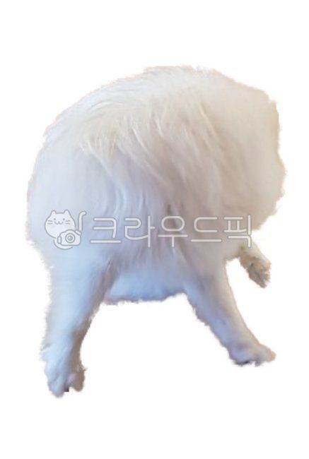 강아지,포메라니안,수컷,핥고있는,뒤돌고있는,동물,포유류,반려견,개,뒷태