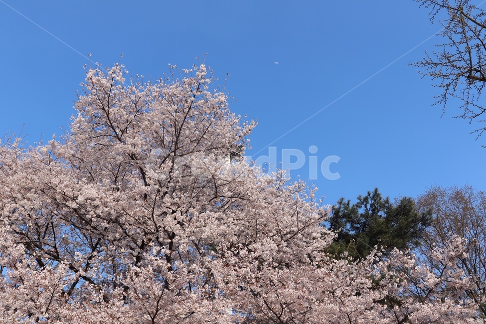 벚꽃,나무,파란,봄,하늘,봄,계절,spring,season,plant,식물,flower,꽃,blossom
