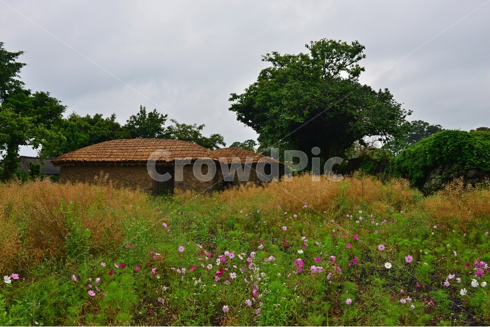 제주,성읍민속마을,초가,초가집,농촌마을,nature,자연,담장,돌담장,돌담,울타리,ground,바닥,공원,비,경치,경관,풍경,비경,제주경관,꽃,outdoors,옥외,코스모스