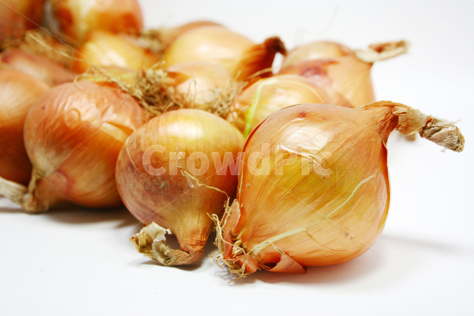양파,양파재배,양파농사,채소,야채,채소,야채,vegetables