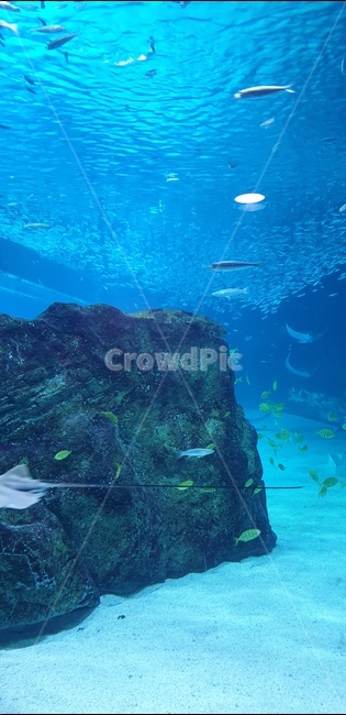 아쿠아리움,수족관,아쿠아,대형수족관,상어,가오리,동물,animal,어류,물고기,fish