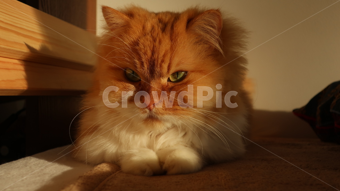 아기고양이,고양이,페르시안,노란고양이,치즈고양이,페르시안친칠라,귀여운,반려동물,애완동물,cat,kitten,kitty,포유류,자연,동물,animal,mammal,반려묘,페르시안고양이,품종묘,동물,animal,포유류,mammal,고양이,cat,kitten,kitty