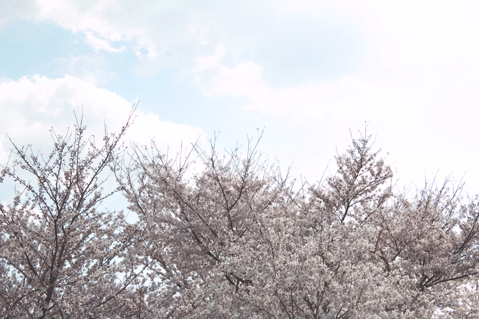 봄,벚꽃,사랑,연인,커플,사랑하는,아름다운,즐거운,에쁜,기쁜,피크닉,소풍,꽃놀이,봄날,핑크색,분홍색,봄,계절,spring,season,식물,자연,plants,nature,나무,trees,wood,plant