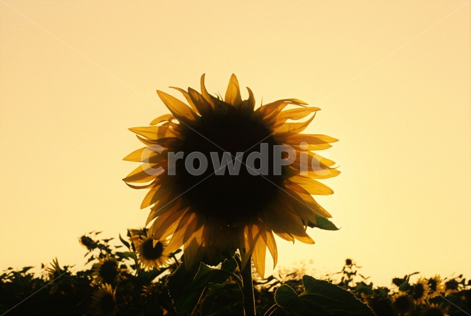 해바리기,가을,자연,식물,하늘,노랑,식물,자연,plants,nature,꽃,flower