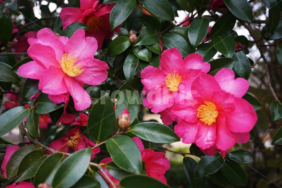 동백꽃,동백,제주도,식물,동백나무,식물,자연,plants,nature,꽃,flower