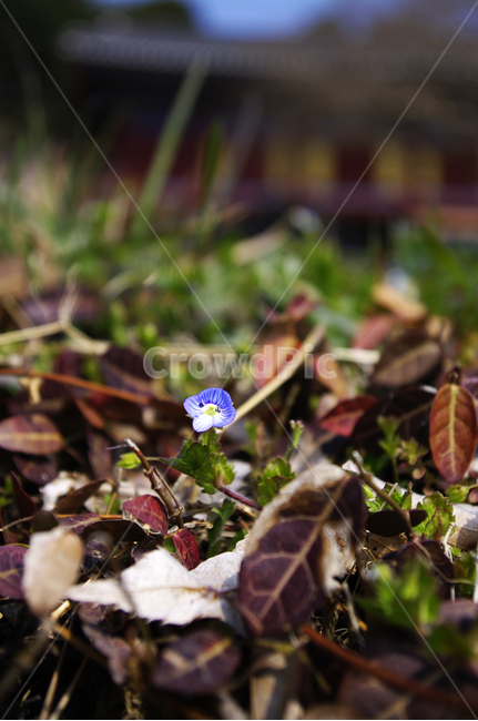 꽃,봄꽃,식물,자연,flower,plant,봄까치꽃