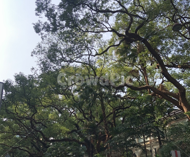 tree,나무,초록색,green,홍콩,푸른색,hongkong,자연,풍경,nature,landscape,나무,trees,wood,plant,식물,tree trunk,나무 줄기