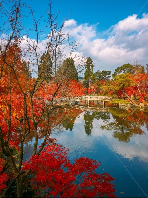 leaf,잎,plant,식물,tree,나무,maple,단풍,구름,cloud,반영,맑은하늘