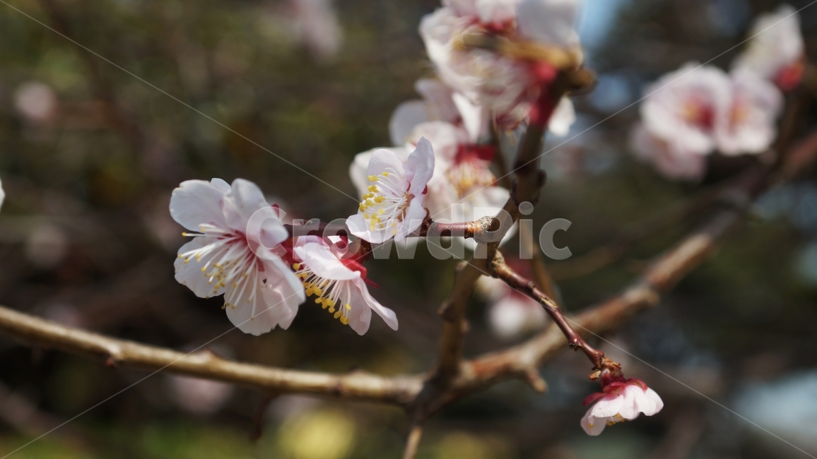 벚꽃,꽃,봄,정서,따뜻함,나뭇가지,봄,계절,spring,season,식물,자연,plants,nature,꽃,flower,plant