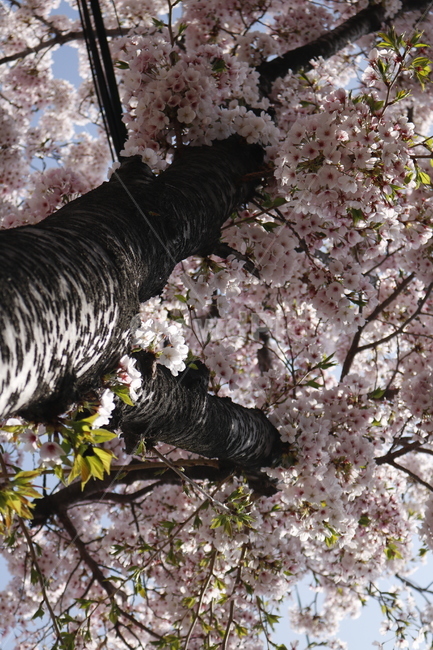 봄,꽃,벚꽃,꽃구경,꽃놀이,꽃나들이,군항제,벚나무,봄,계절,spring,season,식물,자연,plants,nature,꽃,flower,나무,trees,wood,plant,blossom,cherry blossom