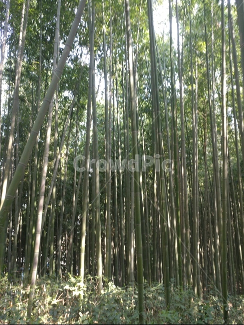 죽녹원,대나무숲,숲,대나무,죽녹원대나무