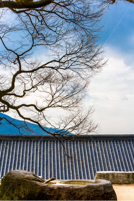 기와,선,조형,약수,염원,사찰,한국전통,한국문화,korean traditional,korean culture,식물,자연,plants,nature,나무,trees,wood