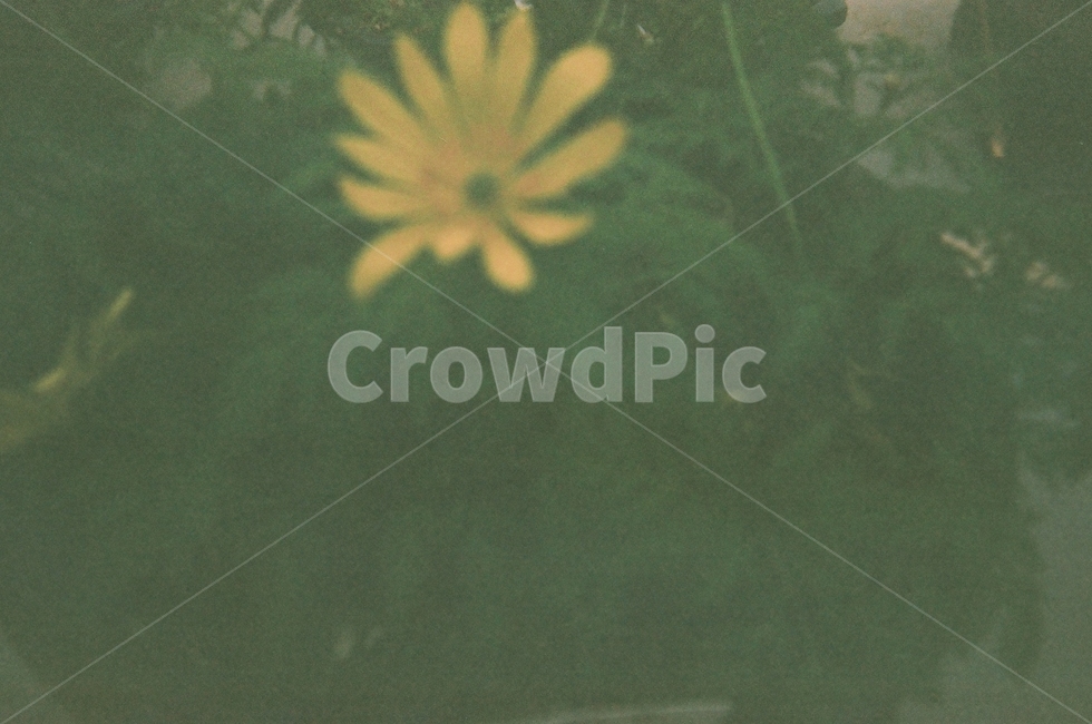 노랑,노란,꽃,식물,온실,flower,yellow,film,필름,풍경,식물원